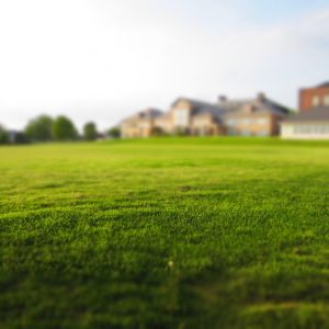 7 Steps to a Green Lawn - Shefter, Stuart, Paint Covered Overalls
