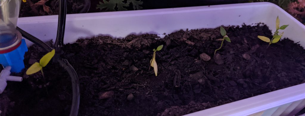 Plant Peppers - Picture of 4 jalapeno pepper plants started indoors in November.