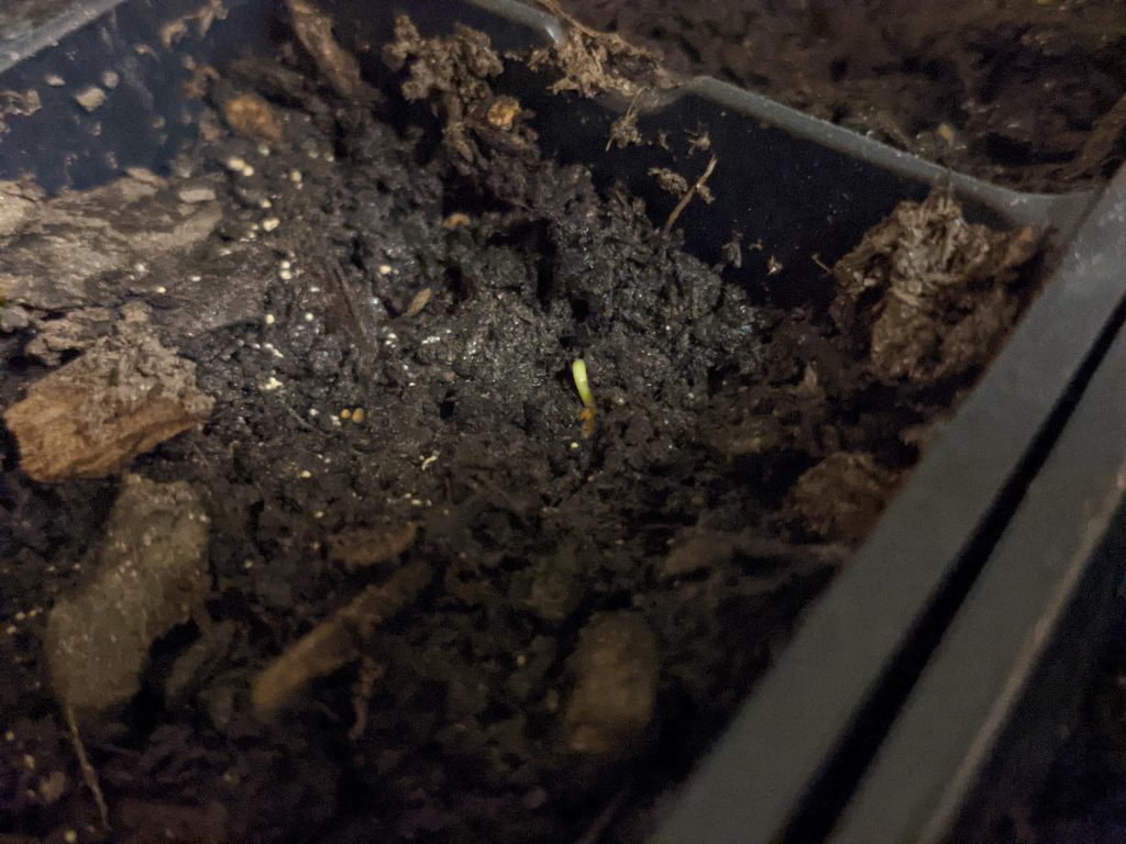 Plant Peppers - Picture of the tiniest sprout of a mini bell pepper.