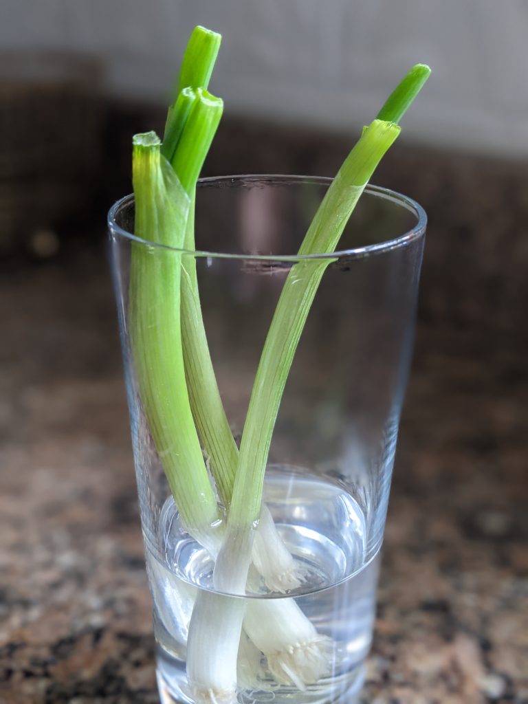 Green Onions in Glass of Water - Paint Covered Overalls - Durham North Carolina
