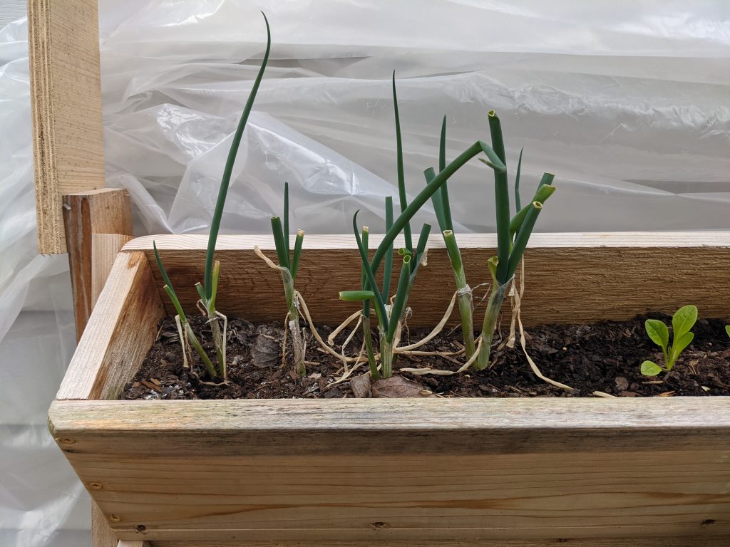 Green Onions in Outdoor Planter - Paint Covered Overalls - Durham North Carolina