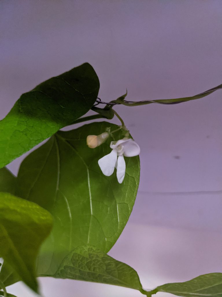 Kentucky Wonder Bean Pole Flower and Bean Pod - Paint Covered Overalls - Durham North Carolina