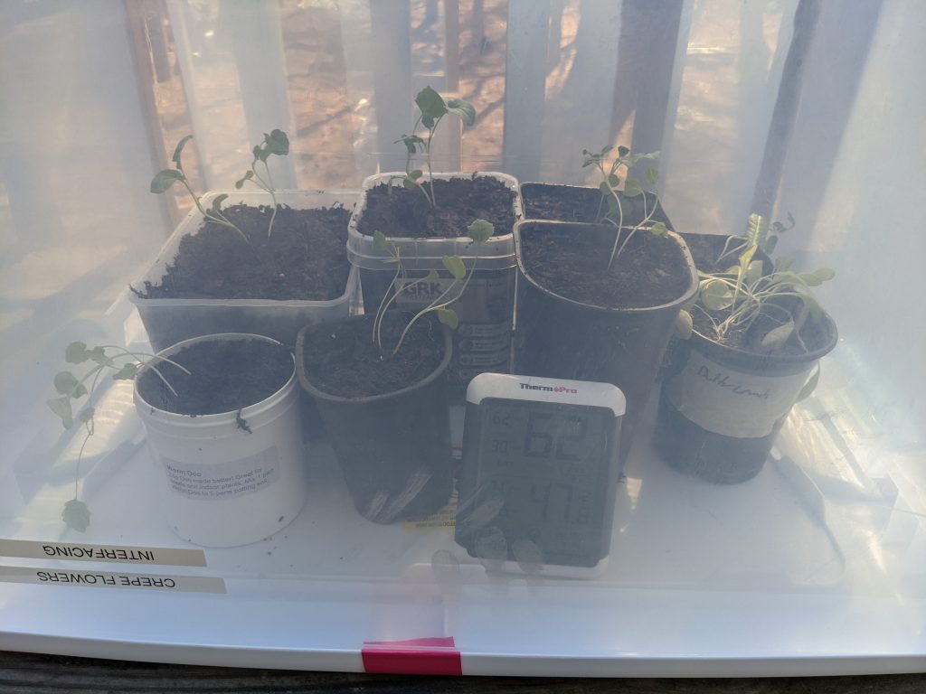 Miniature Greenhouse for Broccoli - Paint Covered Overalls - Durham North Carolina