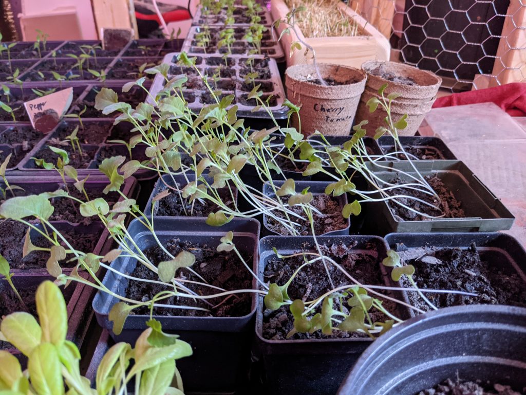 Transplanting Broccoli - Paint Covered Overalls - Durham North Carolina