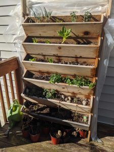 Picture of a vertical herb garden hard built by Richard Bobholz out of cedar plants. It contains, from top left to bottom right, green onions, sage, romaine lettuce, sweet mint, and Italian oregano.