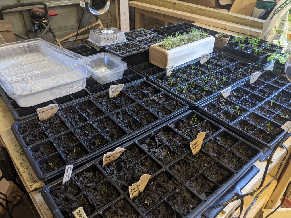 Shows the pepper, basil, and broccoli growing sprouts.