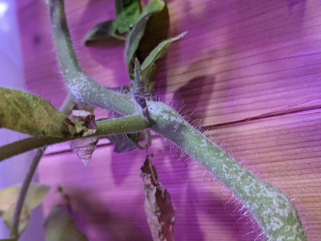 Tomato Suckers - Paint Covered Overalls - Durham North Carolina