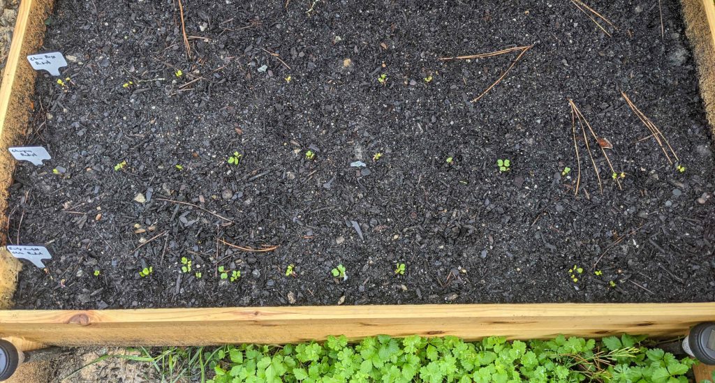 Freshly Sprouted Radishes - Paint Covered Overalls - Durham North Carolina