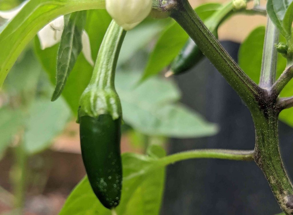 Jalapeno Pepper - Small - Garden Update - Paint Covered Overalls - Durham North Carolina