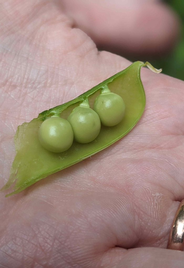 Perfect Tom Thumb Peas - Paint Covered Overalls - Durham North Carolina