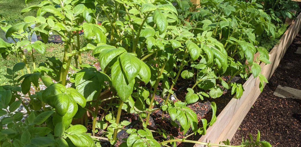 Potato Plants - Paint Covered Overalls - Durham North Carolina