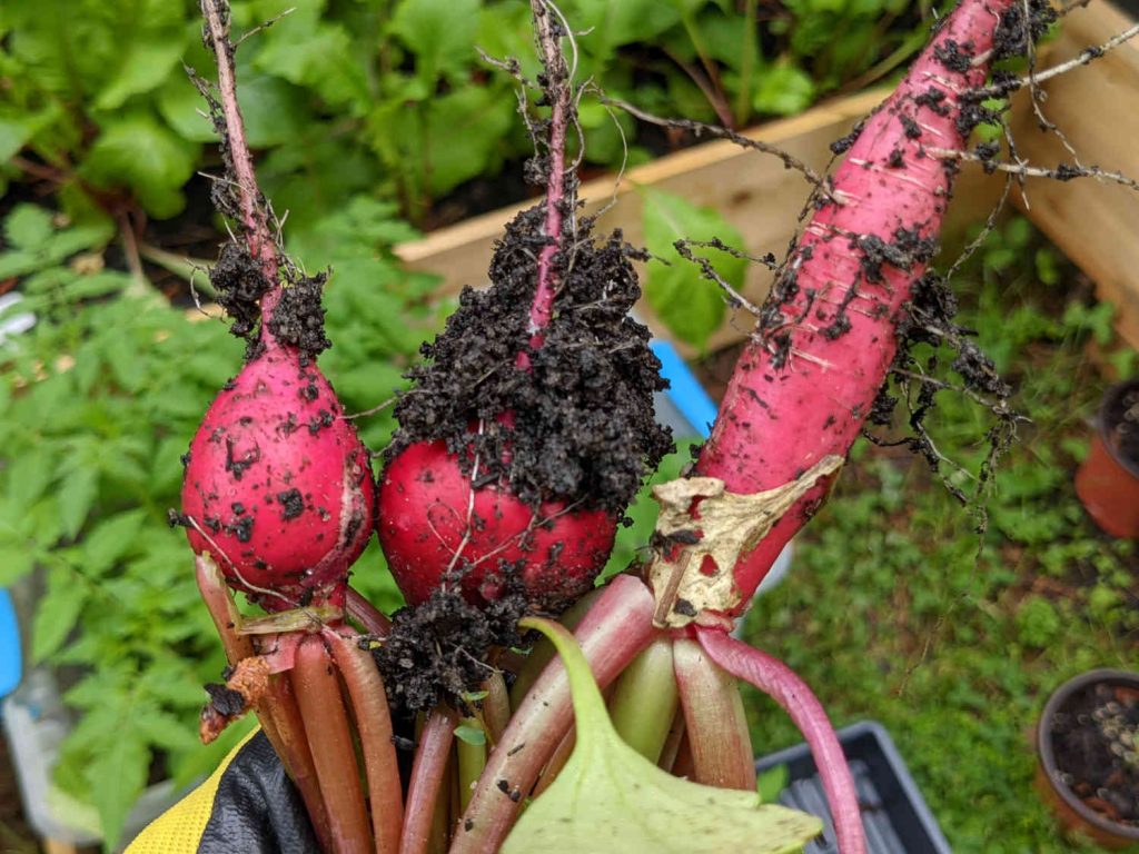 Radishes Fresh Out of Dirt - Paint Covered Overalls - Durham North Carolina