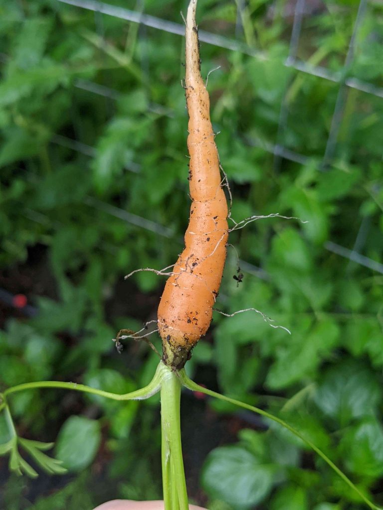 Tiny Carrot - Paint Covered Overalls - Durham North Carolina