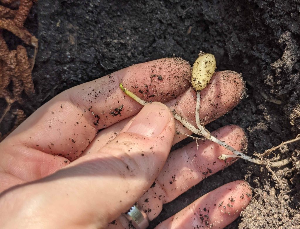 Tiny Potato - Paint Covered Overalls - Durham North Carolina