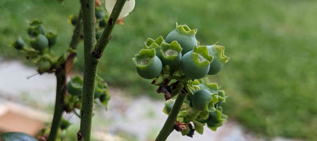 Young Blueberries - Paint Covered Overalls - Durham North Carolina