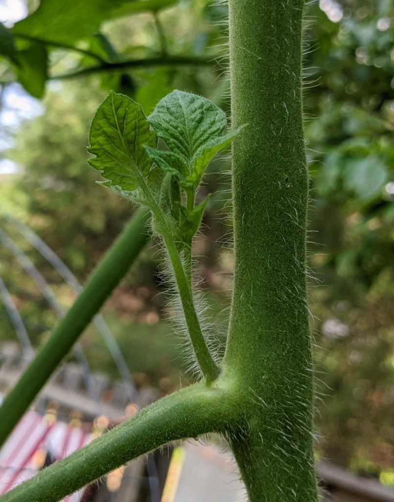 Tomato Sucker - Paint Covered Overalls - Durham North Carolina