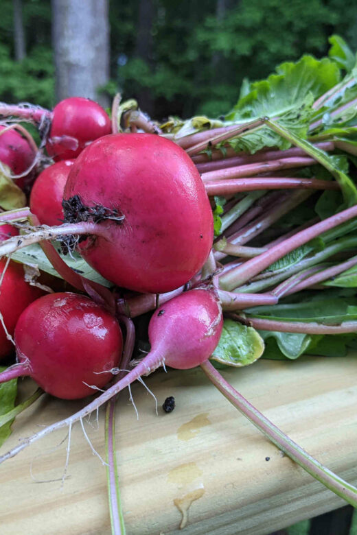 Radishes Are the Easiest Plant Ive Grown - Paint Covered Overalls