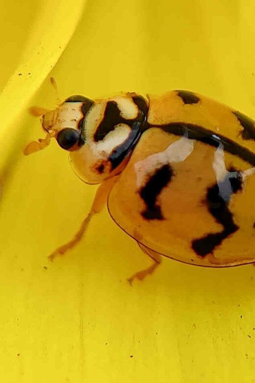 Cucumber Beetle - Paint Covered Overalls - Durham NC